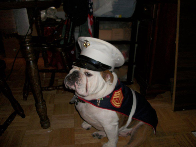Moose in Dress Blues
