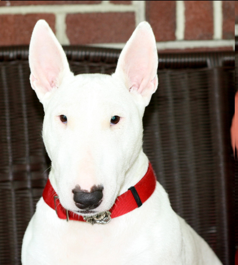 Kabar, the Marine Corps Bull Terrier