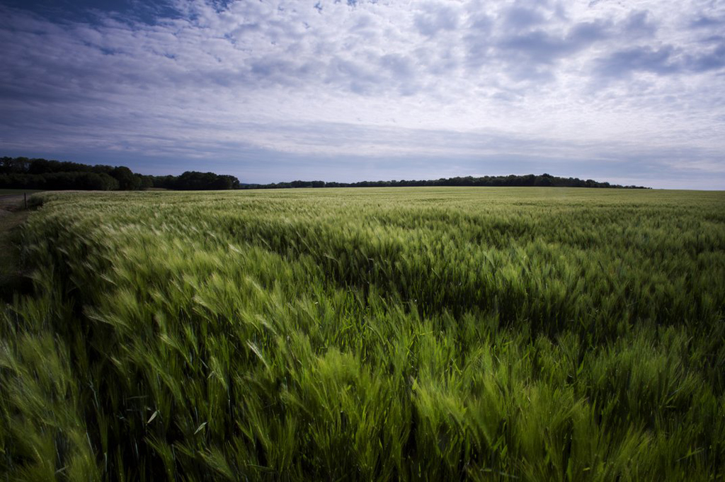 Belleau Wood