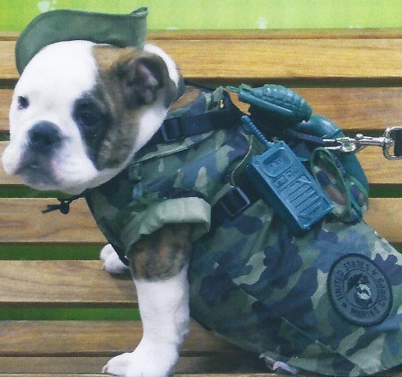 My Bulldog Knick Knack