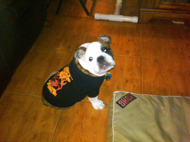 Devil Dog shirt picture