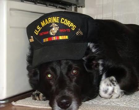A TRUE Devil Dog