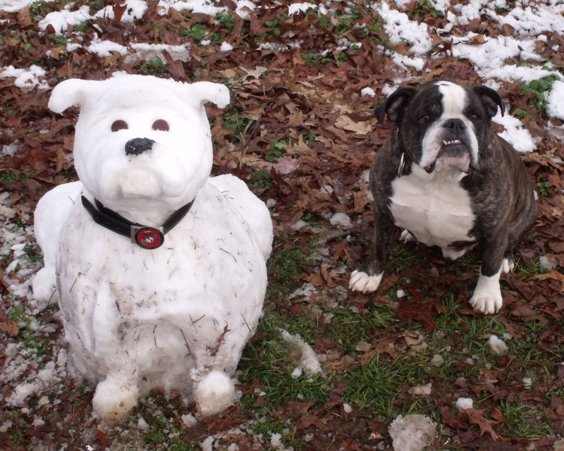 Snow Bulldog