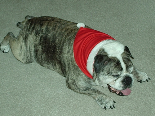 Devil Dog opening presents