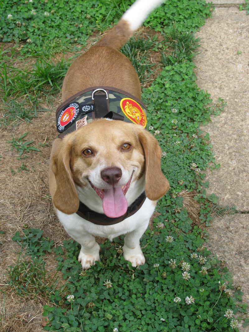 My Devildog Gomer