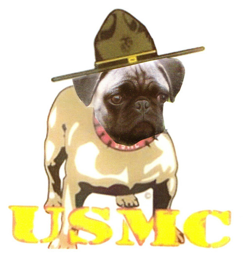 “sgt. sadie”, devil (pug) dog