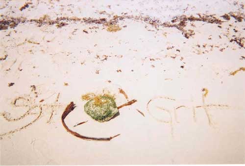 Sands of Mexico