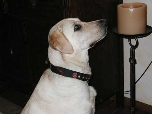 Dog Collar