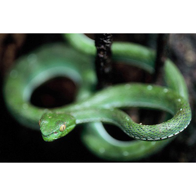 Trimeresurus, AKA