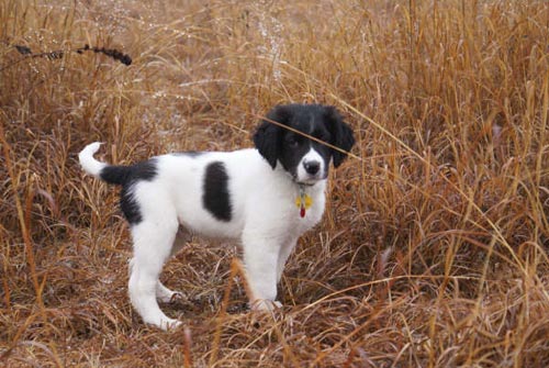 Jarhead Pup
