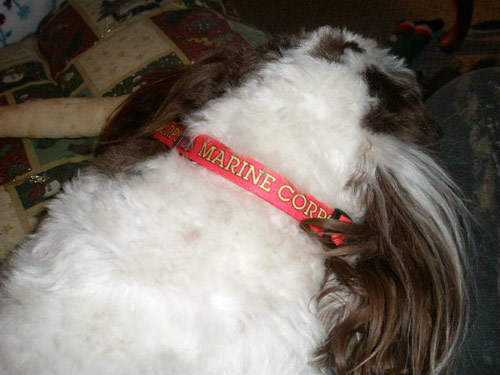 Devil Dog