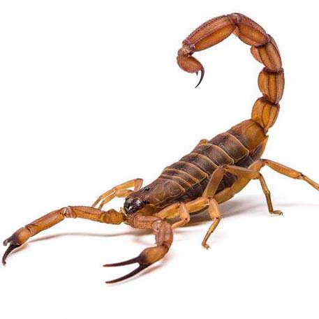 A scorpion in striking stance