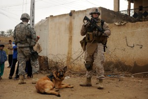 Meet Lucca: The First American Dog Awarded a British Military Honor