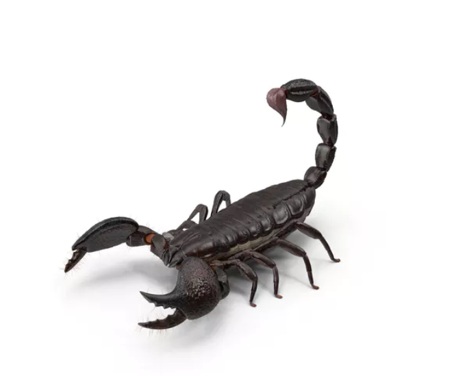 Scorpion In Your Tent