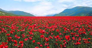 IN FLANDERS FIELD